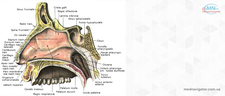 Деформация носовой перегородки, синехии и атрезии носовой полости