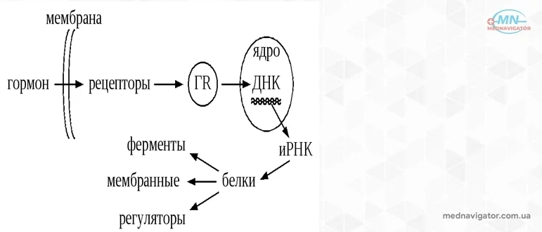 Гормоны и механизм их действия