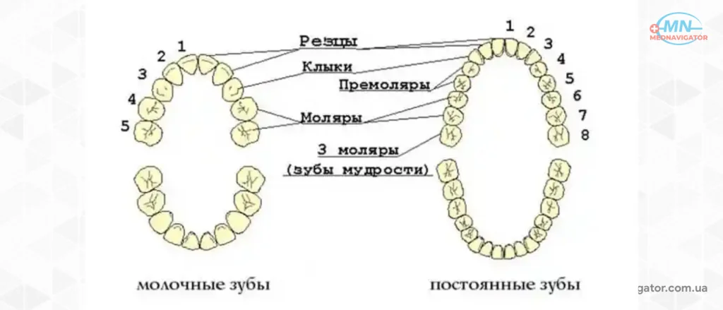 В каком возрасте меняются зубы - есть ли точный срок?