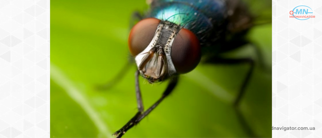 Летающая бактериальная угроза или безобидные насекомые? А как насчет еды, на которой сидит муха?