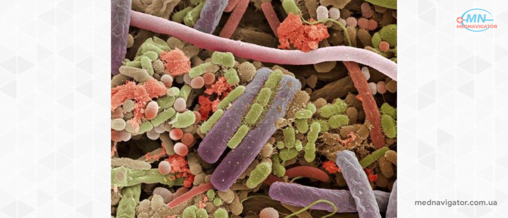 Значение и роль бактерий