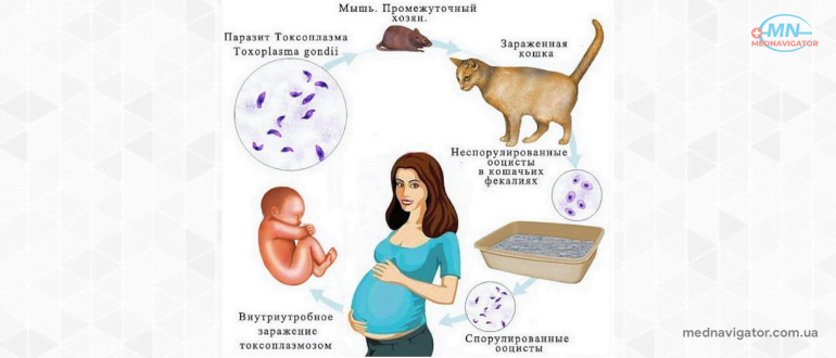 Токсоплазмоз во время беременности: симптомы, формы, лечение