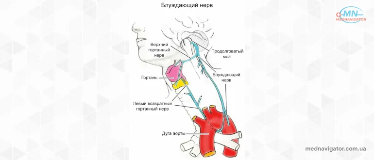 Блуждающий нерв: какова его функция в организме?